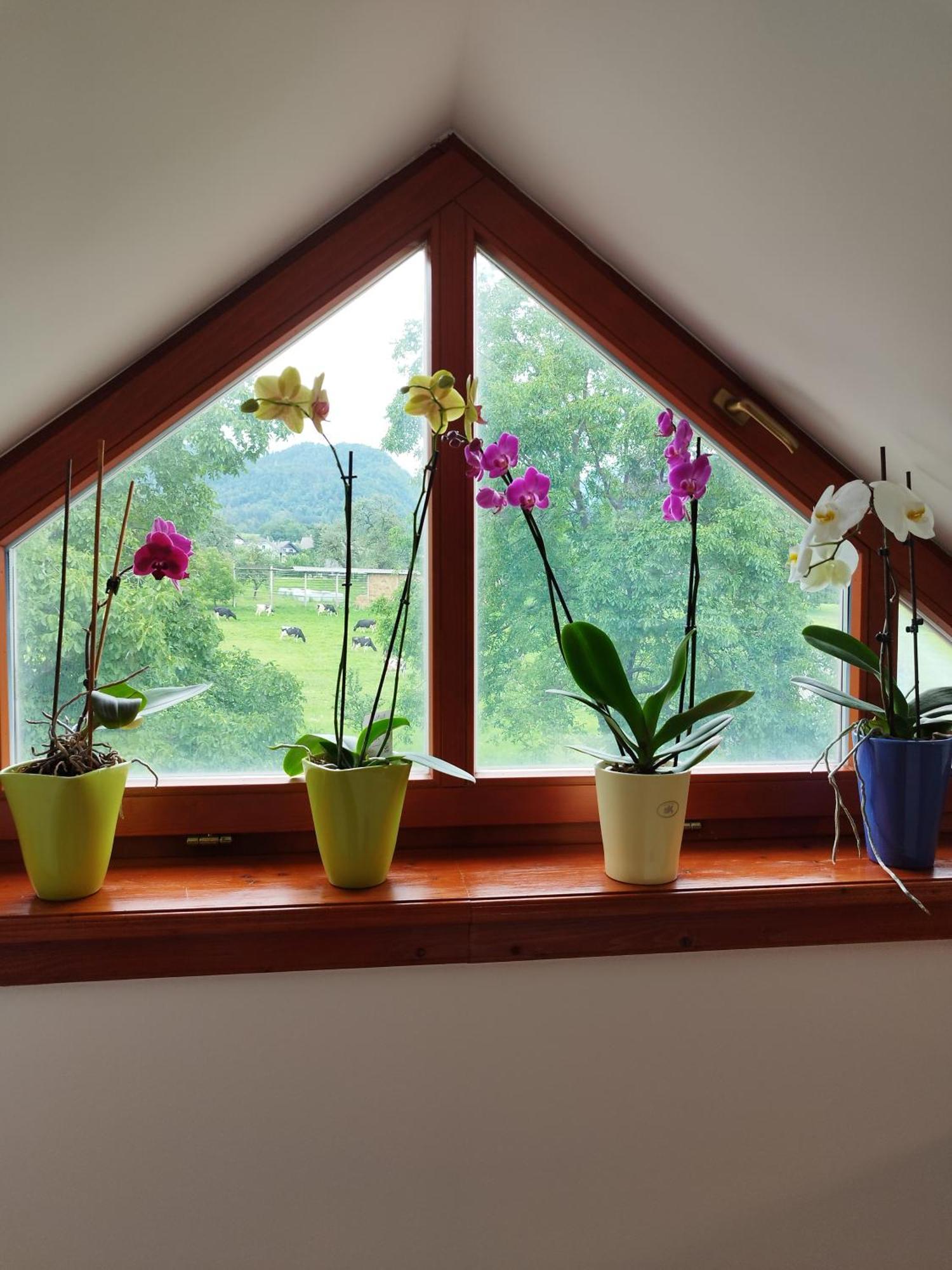 Apartma Julia Spodnje Gorje Kültér fotó